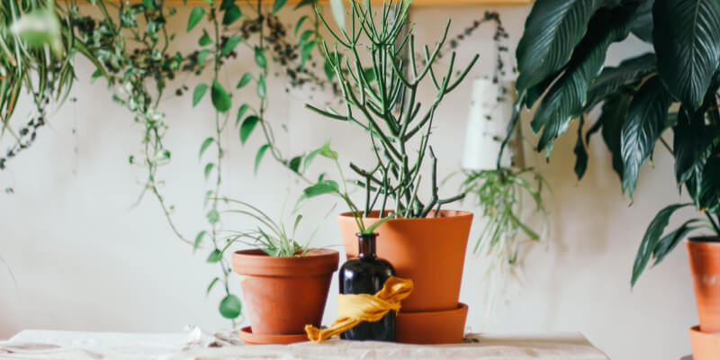 petticoat Lieve Spektakel Planten in huis: gezellig én gezond