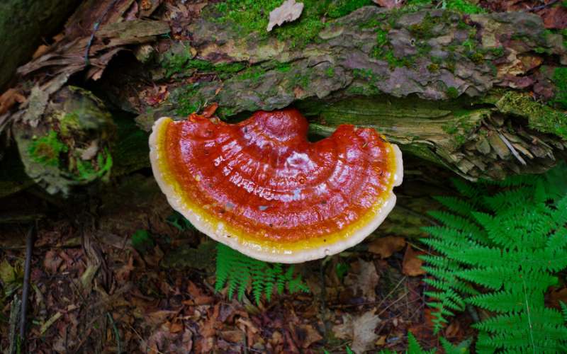 Reishi hooikoorts