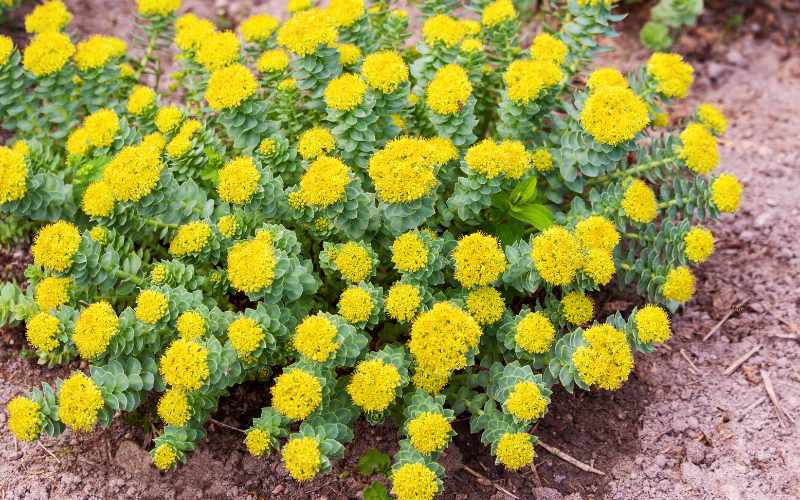 Rhodiola Rosea cortisol verlagen